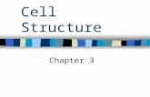 Cell Structure Chapter 3. Looking at Cells 1 st microscope invented in the 1600s Robert Hooke (Cork Cells) Scientists use the Metric System or International.