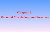 Chapter 2. Bacterial Morphology and Structure. Methods to study bacterial morphology and structure The light microscope100-power objective lens with a.