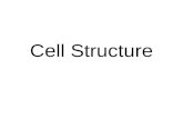 Cell Structure. Revision AnimalPlant Animal Cell.