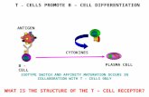 PLASMA CELL ANTIGEN CYTOKINES B -CELL T – CELLS PROMOTE B – CELL DIFFERENTIATION ISOTYPE SWITCH AND AFFINITY MATURATION OCCURS IN COLLABORATION WITH T.