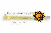 Photosynthesis Chapter 10 Photosynthesis (a) Plants (b) Multicellular alga (c) Unicellular eukaryotes (d) Cyanobacteria (e)Purple sulfur bacteria.