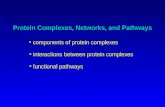 Protein Complexes, Networks, and Pathways components of protein complexes interactions between protein complexes functional pathways