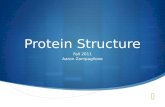Protein Structure Fall 2011 Aaron Zampaglione. Protein Fold Rossmann Fold.