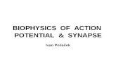 BIOPHYSICS OF ACTION POTENTIAL & SYNAPSE Ivan Poliaček.