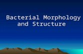Bacterial Morphology and Structure Bacterial Morphology and Structure