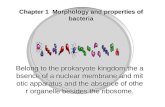 Chapter 1 Morphology and properties of bacteria Belong to the prokaryote kingdom,the absence of a nuclear membrane and mitotic apparatus and the absence.