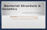 Lecturers : Lecturers : Prof Hanan Habib & Dr. Albdulaziz Al-Khattaf Department of Pathology, Microbiology Unit, KSU Title: Title: Bacterial Structure.