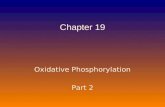 Oxidative Phosphorylation Part 2 Chapter 19. Oxidative Phosphorylation Part 2 Key Topics: To Know 1.How cells deal with reactive oxygen species (ROS)