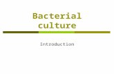 Bacterial culture Introduction. What are bacteria?  Prokaryotic organism  Unicellular  No nuclear envelope around the genomic DNA  Absence of cellular.