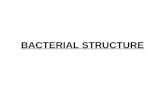 BACTERIAL STRUCTURE. The gross morphological characteristics of bacterial cells… Size, Shape, Structure, Arrangement –Pairs, Clusters, Trichomes, Filaments.