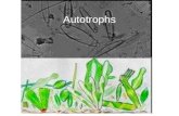 Autotrophs. Cyanobacteria Distinguished from anoxygenic photosynthetic bacteria by presence of chlorophyll a (more evolutionarily advanced than bacteriochlorophyll.