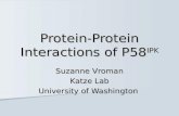Suzanne Vroman Katze Lab University of Washington Protein-Protein Interactions of P58 IPK.