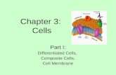 Chapter 3: Cells Part I: Differentiated Cells, Composite Cells, Cell Membrane