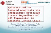 Epibrassinolide Induced Apoptosis via Endoplasmic Reticulum Stress Regardless of p53 Expression in Prostate Cancer Cells Pinar Obakan-Yerlikaya, PhD. Istanbul.