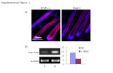 Supplementary figure 1. Supplementary figure 1: TNF-α receptor 2 expression in the skin keratinocytes of C57 wild-type mice after TNF-α induction. (A)