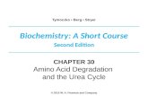 Biochemistry: A Short Course Second Edition Tymoczko Berg Stryer © 2013 W. H. Freeman and Company CHAPTER 30 Amino Acid Degradation and the Urea Cycle