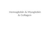Hemoglobin & Myoglobin & Collagen. Heme proteins Supply of oxygen – Oxidative metabolism Myoglobin – Monomeric – protein of red muscle – Stores oxygen.