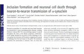 A PNAS Direct Submission (2009). Test if ±-synuclein pathology involves direct neuron-to- neuron transmission of ±-synuclein aggregates via endocytosis