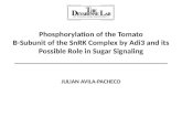 Phosphorylation of the Tomato Β-Subunit of the SnRK Complex by Adi3 and its Possible Role in Sugar Signaling JULIAN AVILA-PACHECO.