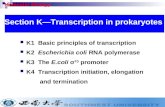 K1 Basic principles of transcription K2 Escherichia coli RNA polymerase K3 The E.coli ƒ 70 promoter K4 Transcription initiation, elongation and termination