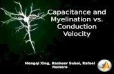 Capacitance and Myelination vs. Conduction Velocity Mengqi Xing, Basheer Subei, Rafael Romero.