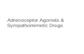 Adrenoceptor Agonists & Sympathomimetic Drugs. Relative Receptor Affinities Alpha agonists Phenylephrine, methoxamine α 1 >α 2 >>>>> β Clonidine, methylnorepinephrine