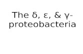 The δ, ε, & γ- proteobacteria. .