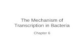 The Mechanism of Transcription in Bacteria Chapter 6.