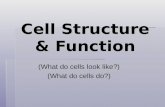 Cell Structure & Function (What do cells look like?) (What do cells do?)