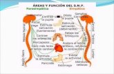 Sistema nervioso simptico Tirosina RECEPTORES ADRENERGICOS a-Receptores adren©rgicos alfa: ±1 postsinptico, ±2 pre y postsinpticos. b-Receptores