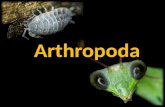 Arthropoda. Los artrópodos (Arthropoda, del griego αρθρον, arthron, "articulación" y πούς, pous, "pie") constituyen el filum más numeroso y diverso del.