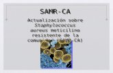 SAMR-CA Actualización sobre Staphylococcus aureus meticilino resistente de la comunidad (SAMR-CA) SAMR-CA Actualización sobre Staphylococcus aureus meticilino.