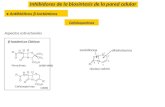 Inhibidores de la biosíntesis de la pared celular ● Antibióticos β-lactámicos Aspectos estructurales β-lactámicos Clásicos Cefalosporinas (1949) (1929/1942)