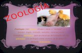 ZOOLOGÍA Zoología (del griego «ζωον» zoon = "animal", y «-λογία» - logía, tratado, estudio, ciencia) es la disciplina biológica que se encarga del estudio.