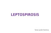 LEPTOSPIROSIS Tania Landin Ramirez. CARACTERISTICAS La leptospira es un organismo helicoidal, flexible, usualmente mide entre 6-20 μm de largo y 0.1 μm.