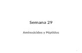 Semana 29 Aminoácidos y Péptidos 1. AMINOÁCIDOS Y PÉPTIDOS Aminoácidos Definición, fuentes, estructura, grupos funcionales Nomenclatura común (20 α -