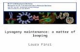 Lysogeny maintenance: a matter of looping Laura Finzi