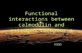Functional interactions between calmodulin and estrogen receptor-α