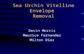 Sea Urchin Vitelline Envelope  Removal