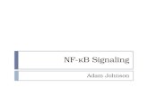 NF- κ B Signaling