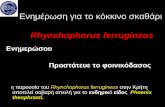 Ενημέρωση για το κόκκινο σκαθάρι  Rhynchophorus ferrugineus