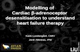 Modelling of  Cardiac  β- adrenoceptor  desensitisation to understand heart failure therapy