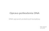 Oprava po š kodenia DNA