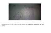 Supplementary Fig S1 . Phase Contrast Photograph of  Bacillus  lonarensis sp.  nov . 25nlg T
