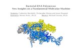Bacterial RNA Polymerase  New Insights on a Fundamental Molecular Machine