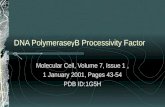 DNA Polymerase γ B Processivity Factor