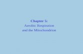 Chapter 5: Aerobic Respiration and the Mitochondrion