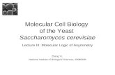 Molecular Cell Biology  of the Yeast  Saccharomyces cerevisiae
