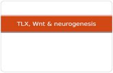 TLX, Wnt & neurogenesis