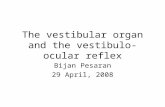 The vestibular organ and the vestibulo-ocular reflex